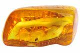 Fossil Fly (Diptera) In Baltic Amber #139067-1